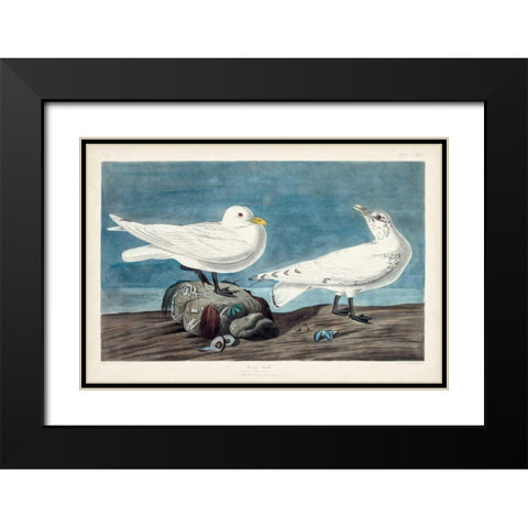 Pl 287 Ivory Gull Black Modern Wood Framed Art Print with Double Matting by Audubon, John James