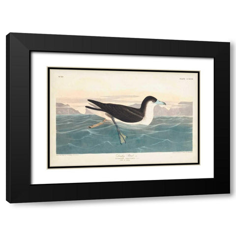 Pl 299 Dusky Petrel Black Modern Wood Framed Art Print with Double Matting by Audubon, John James