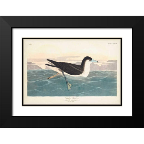 Pl 299 Dusky Petrel Black Modern Wood Framed Art Print with Double Matting by Audubon, John James