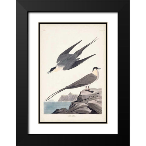 Pl 267 Artic Yager Black Modern Wood Framed Art Print with Double Matting by Audubon, John James