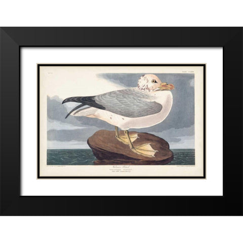 Pl 264 Fulmar Petral Black Modern Wood Framed Art Print with Double Matting by Audubon, John James