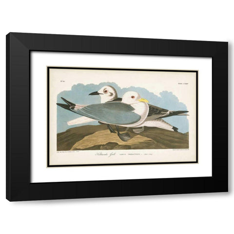 Pl 224 Kittiwake Gull Black Modern Wood Framed Art Print with Double Matting by Audubon, John James