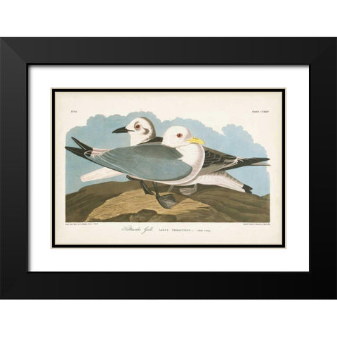 Pl 224 Kittiwake Gull Black Modern Wood Framed Art Print with Double Matting by Audubon, John James