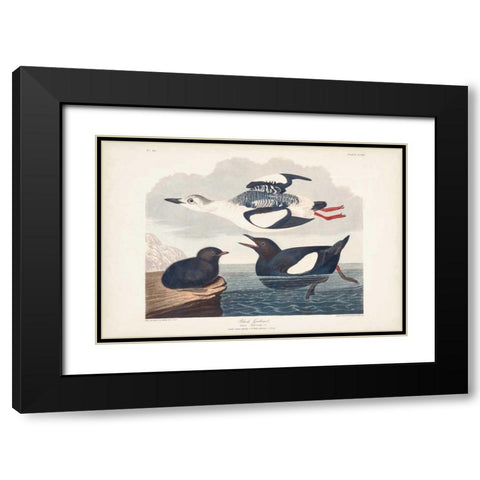 Pl 219 Black Gillemot Black Modern Wood Framed Art Print with Double Matting by Audubon, John James