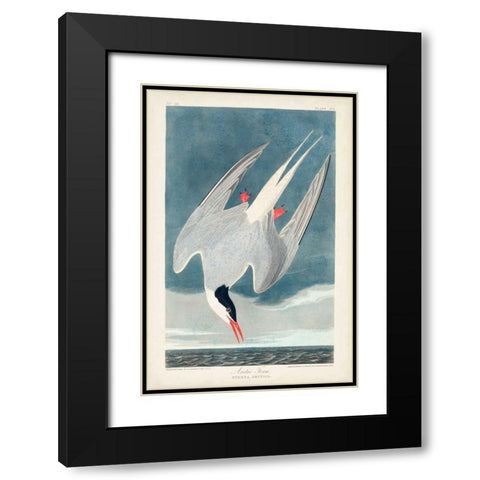 Pl 250 Artic Tern Black Modern Wood Framed Art Print with Double Matting by Audubon, John James