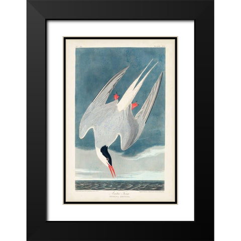 Pl 250 Artic Tern Black Modern Wood Framed Art Print with Double Matting by Audubon, John James