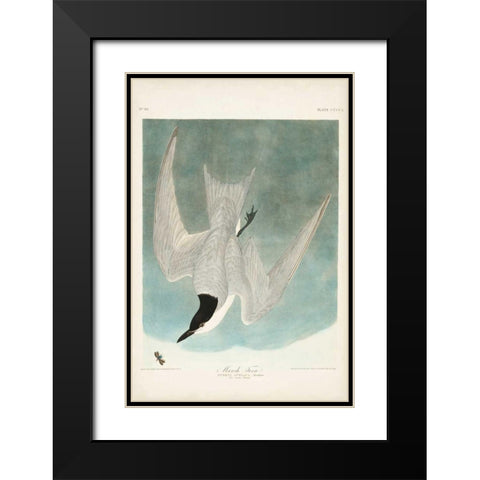 Pl 410 Marsh Tern Black Modern Wood Framed Art Print with Double Matting by Audubon, John James