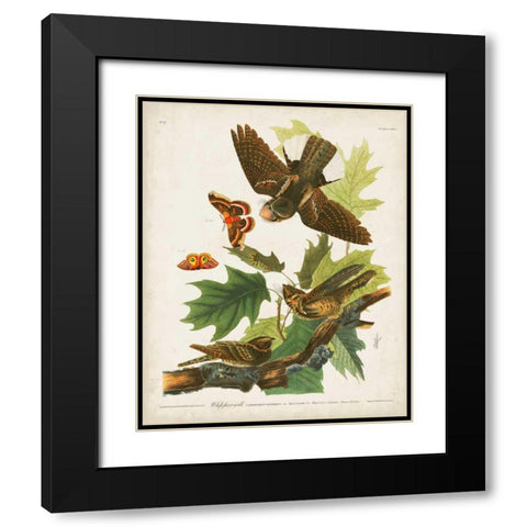 Pl 82 Whip-poor Will Black Modern Wood Framed Art Print with Double Matting by Audubon, John James
