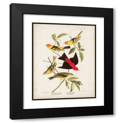 Pl 354 Louisiana Tanager Black Modern Wood Framed Art Print with Double Matting by Audubon, John James