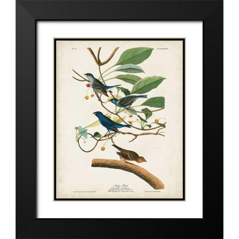 Pl 74 Indigo Bird Black Modern Wood Framed Art Print with Double Matting by Audubon, John James