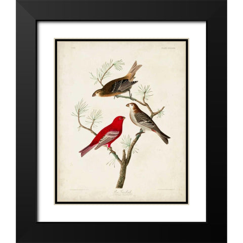 Pl 358 Pine Grosbeak Black Modern Wood Framed Art Print with Double Matting by Audubon, John James