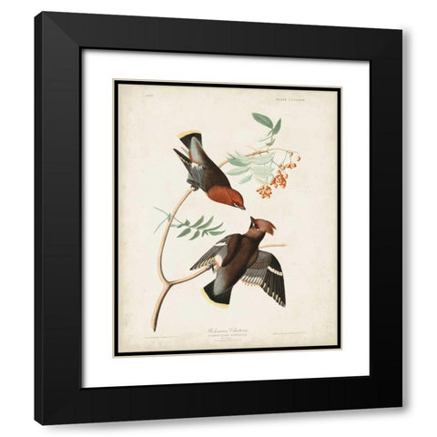Pl 363 Bohemian Chatterer Black Modern Wood Framed Art Print with Double Matting by Audubon, John James