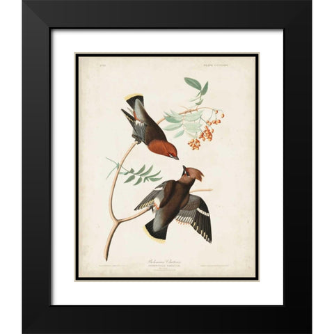 Pl 363 Bohemian Chatterer Black Modern Wood Framed Art Print with Double Matting by Audubon, John James