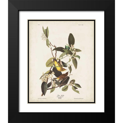 Pl 163 Pine Warbler Black Modern Wood Framed Art Print with Double Matting by Audubon, John James