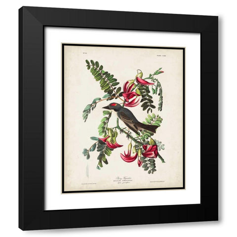 Pl 170 Pipiry Flycatcher Black Modern Wood Framed Art Print with Double Matting by Audubon, John James