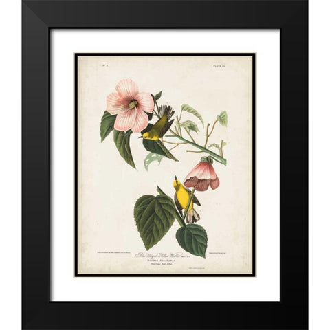 Pl 20 Blue-winged Yellow Warbler Black Modern Wood Framed Art Print with Double Matting by Audubon, John James