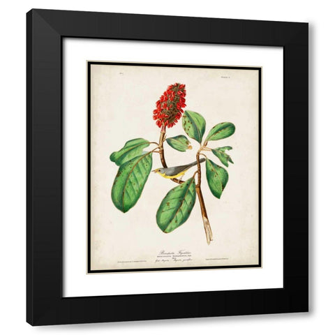 Pl 5 Bonapartes Flycatcher Black Modern Wood Framed Art Print with Double Matting by Audubon, John James