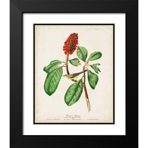 Pl 5 Bonapartes Flycatcher Black Modern Wood Framed Art Print with Double Matting by Audubon, John James