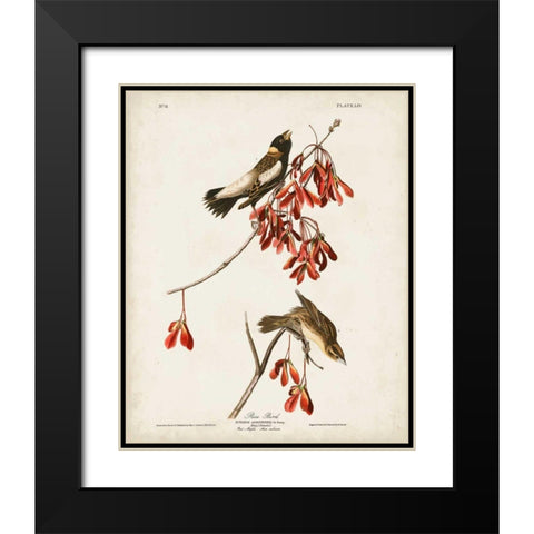 Pl 54 Rice Bird Black Modern Wood Framed Art Print with Double Matting by Audubon, John James