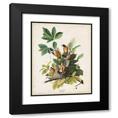 Pl 131 American Robin Black Modern Wood Framed Art Print with Double Matting by Audubon, John James