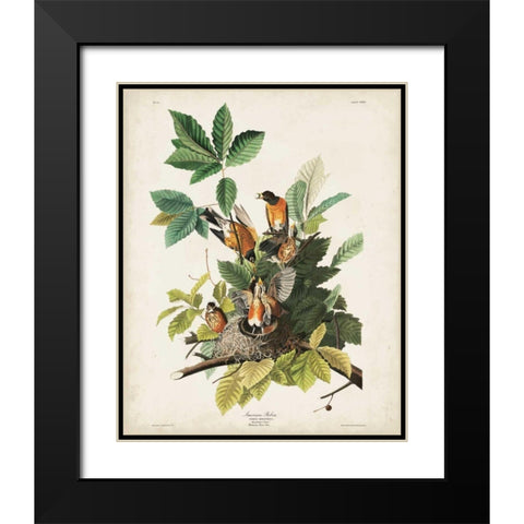 Pl 131 American Robin Black Modern Wood Framed Art Print with Double Matting by Audubon, John James