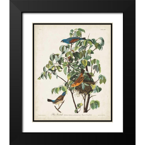 Pl 122 Blue Grosbeak Black Modern Wood Framed Art Print with Double Matting by Audubon, John James