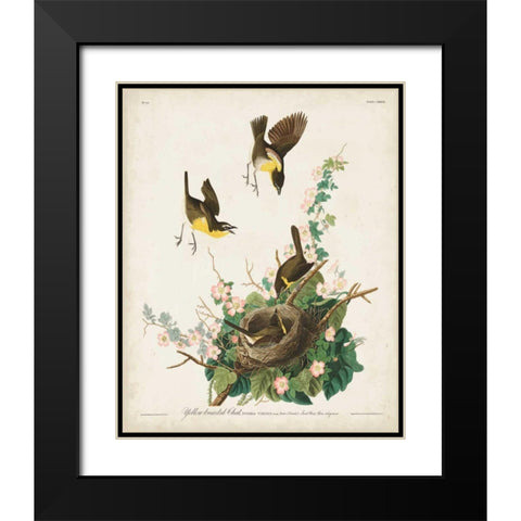 Pl 137 Yellow-breasted Chat Black Modern Wood Framed Art Print with Double Matting by Audubon, John James