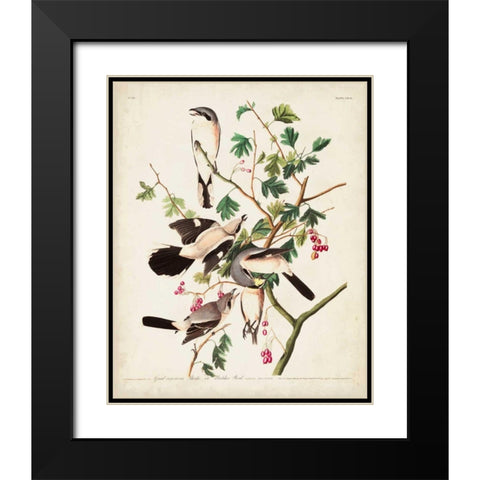 Pl 192 Great Cinereous Shrike Black Modern Wood Framed Art Print with Double Matting by Audubon, John James