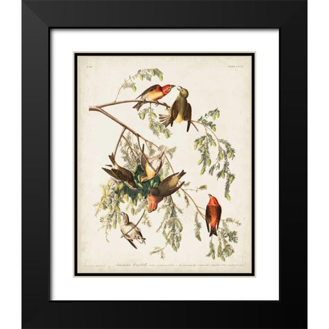 Pl 197 American Crossbill Black Modern Wood Framed Art Print with Double Matting by Audubon, John James