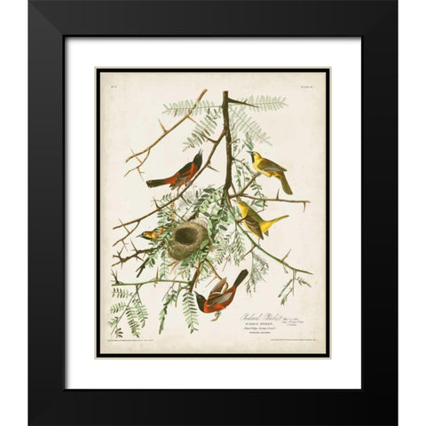 Pl 42 Orchard Oriole Black Modern Wood Framed Art Print with Double Matting by Audubon, John James
