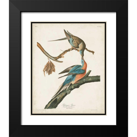 Pl 62 Passenger Pigeon Black Modern Wood Framed Art Print with Double Matting by Audubon, John James