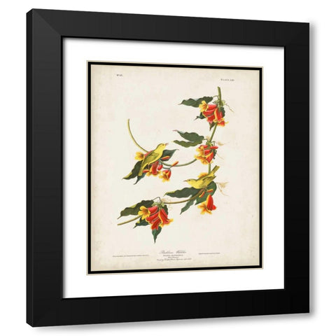 Pl 65 Rathbone Warbler Black Modern Wood Framed Art Print with Double Matting by Audubon, John James