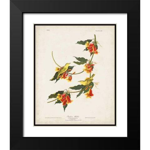 Pl 65 Rathbone Warbler Black Modern Wood Framed Art Print with Double Matting by Audubon, John James