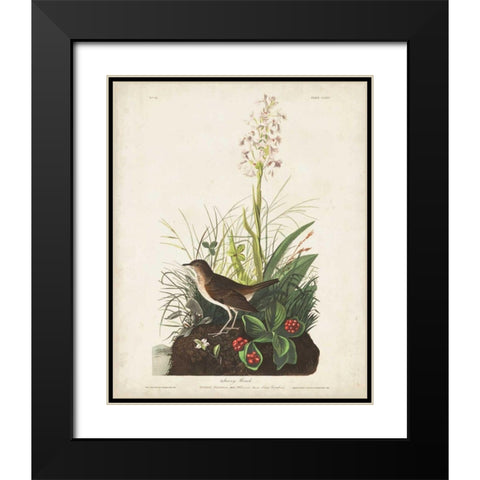 Pl 164 Tawny Thrush Black Modern Wood Framed Art Print with Double Matting by Audubon, John James