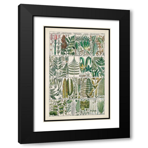 Fern Chart Black Modern Wood Framed Art Print with Double Matting by Vision Studio