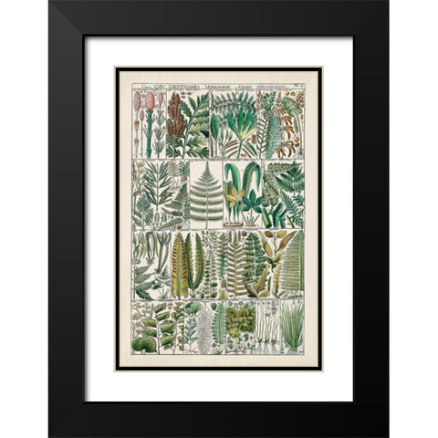 Fern Chart Black Modern Wood Framed Art Print with Double Matting by Vision Studio