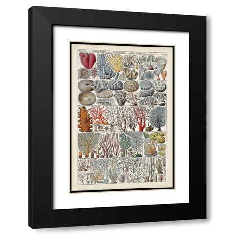 Coral Chart Black Modern Wood Framed Art Print with Double Matting by Vision Studio