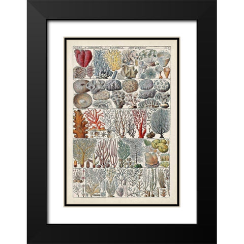 Coral Chart Black Modern Wood Framed Art Print with Double Matting by Vision Studio