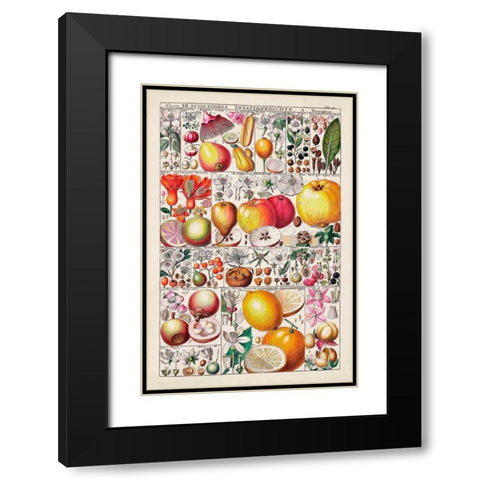 Fruit Chart Black Modern Wood Framed Art Print with Double Matting by Vision Studio