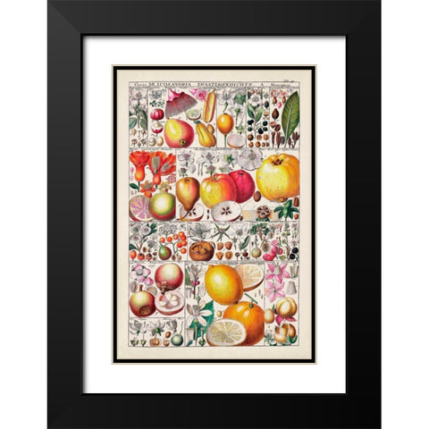 Fruit Chart Black Modern Wood Framed Art Print with Double Matting by Vision Studio