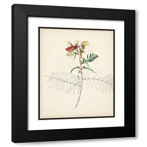 Watercolor Botanical Sketches II Black Modern Wood Framed Art Print with Double Matting by Unknown