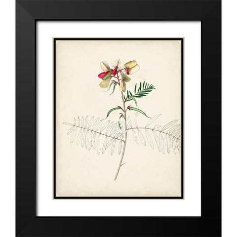 Watercolor Botanical Sketches II Black Modern Wood Framed Art Print with Double Matting by Unknown