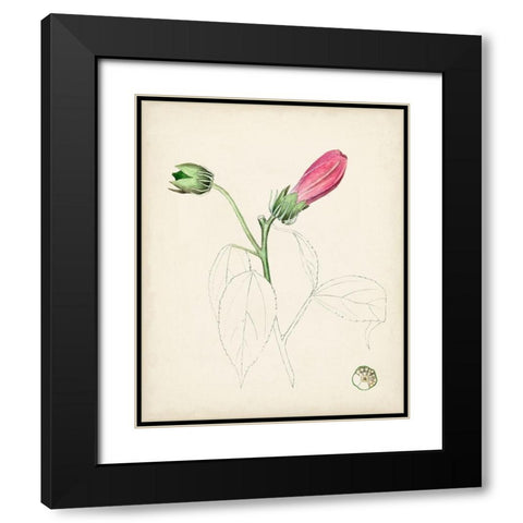 Watercolor Botanical Sketches IV Black Modern Wood Framed Art Print with Double Matting by Unknown