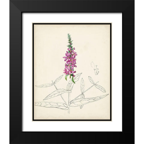 Watercolor Botanical Sketches V Black Modern Wood Framed Art Print with Double Matting by Unknown