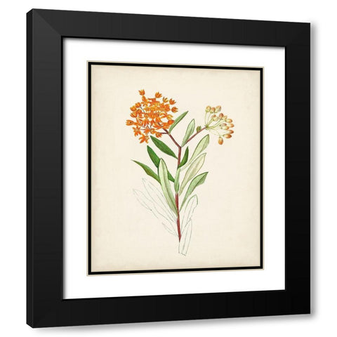 Watercolor Botanical Sketches VI Black Modern Wood Framed Art Print with Double Matting by Unknown