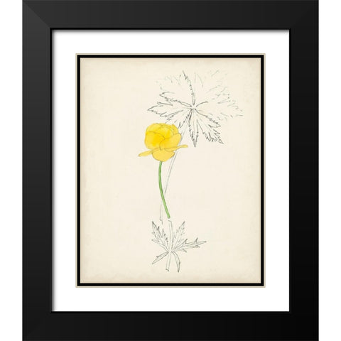 Watercolor Botanical Sketches VII Black Modern Wood Framed Art Print with Double Matting by Unknown