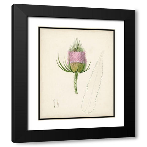 Watercolor Botanical Sketches VIII Black Modern Wood Framed Art Print with Double Matting by Unknown