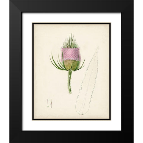 Watercolor Botanical Sketches VIII Black Modern Wood Framed Art Print with Double Matting by Unknown