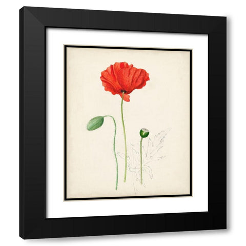 Watercolor Botanical Sketches IX Black Modern Wood Framed Art Print with Double Matting by Unknown