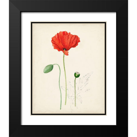 Watercolor Botanical Sketches IX Black Modern Wood Framed Art Print with Double Matting by Unknown